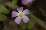 Violet woodsorrel